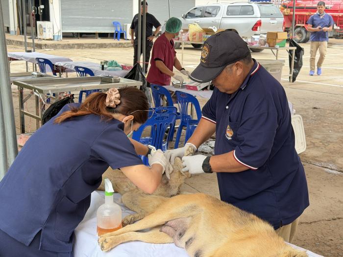 ภาพกิจกรรมการทำหมันสุนัขภายใต้โครงการ...